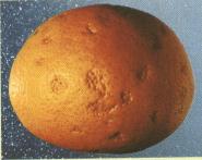 Ya�lekesi zararlanmas�.......